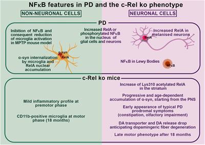 Nuclear Factor-κB Dysregulation and α-Synuclein Pathology: Critical Interplay in the Pathogenesis of Parkinson’s Disease